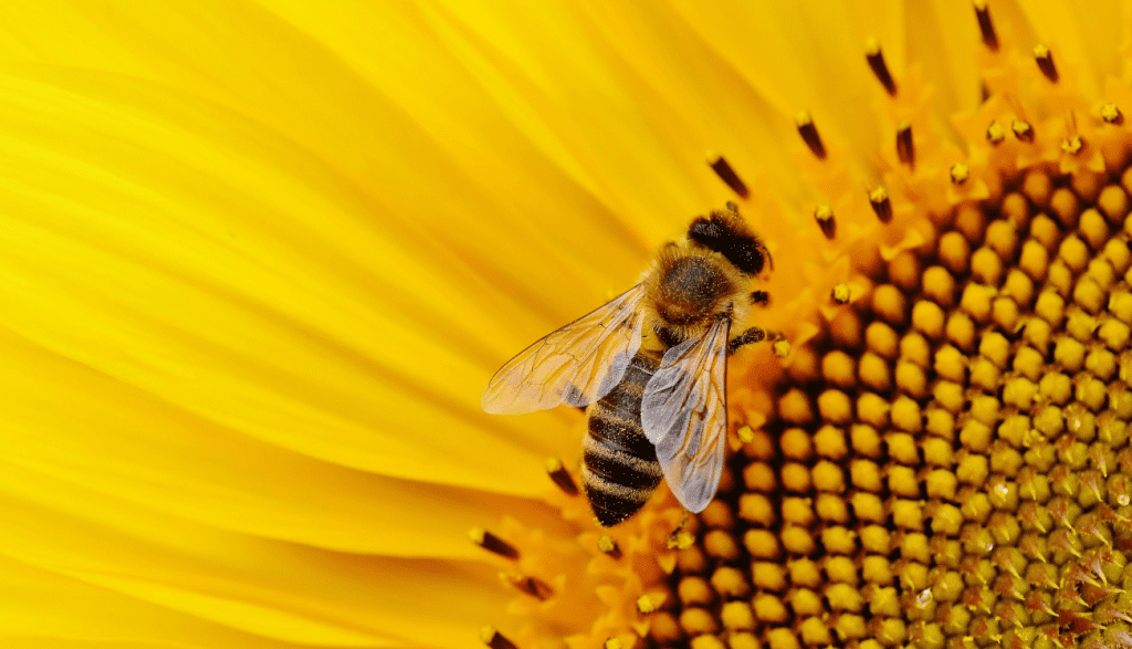 Charitable Strategy at YTC : The British Bee Charity is our first 'Charity of the Year'!